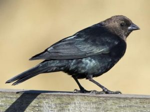 Brown-Headed-Cowbird