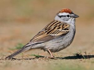 Chipping-Sparrow