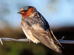 Cliff Swallow