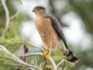 Cooper's Hawk