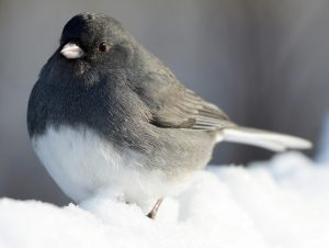 Dark-Eyed-Junco