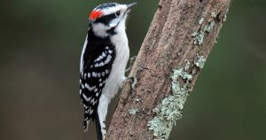 Downy-Woodpecker