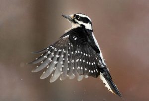 Downy Woodpeckers