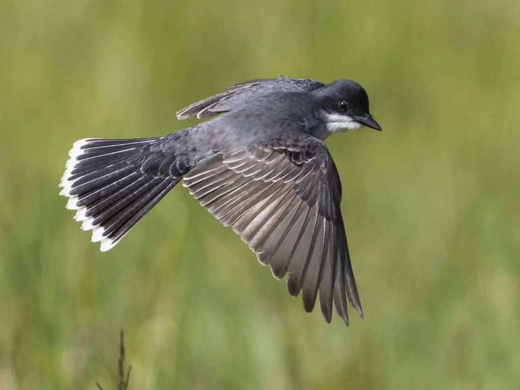 Eastern Kingbird in flight