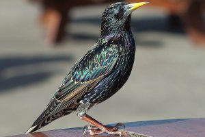 European-Starling