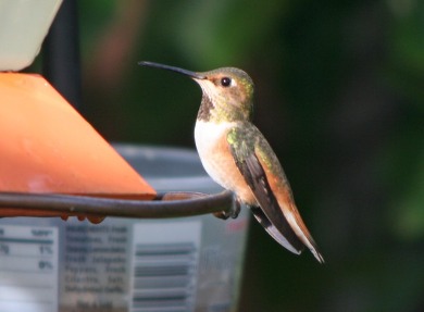 Allen's Hummingbird (Female)