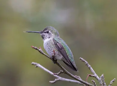 Anna's Hummingbird (Female)