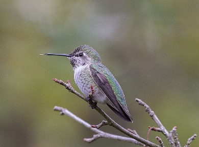 Anna's Hummingbird (Female)