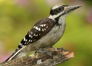 Hairy Woodpecker