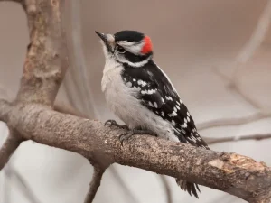 Hairy Woodpecker