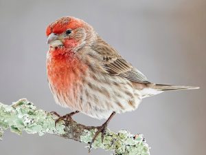 House-Finch