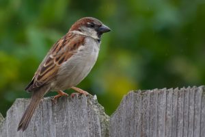 House-Sparrow
