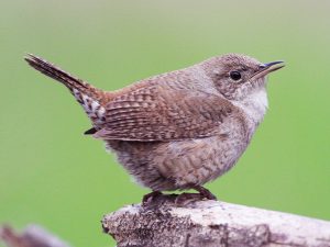 House-Wren