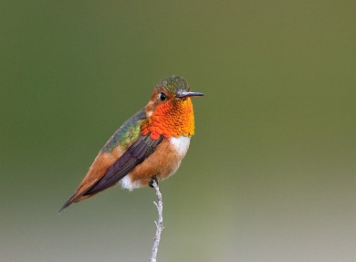 Allen's Hummingbird (Male)