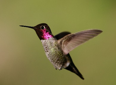 Anna's Hummingbird (Male)