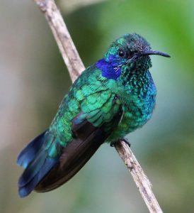 Mexican Violetear