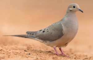Mourning-Dove
