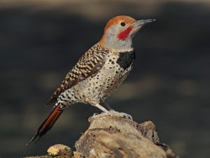 Northern-Flicker