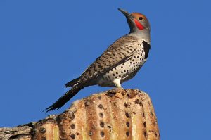 Northern Flicker