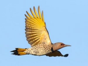 Northern Flickers