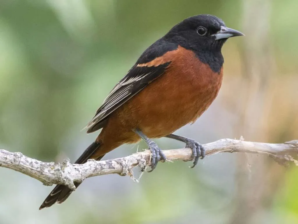 Orchard Oriole sitting on a branch