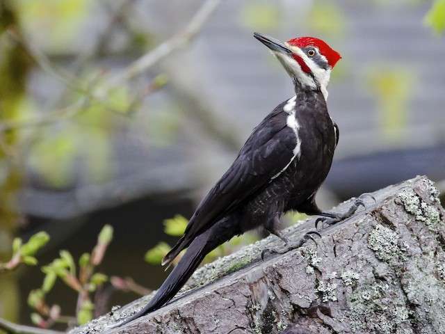 Pileated Woodpecker standing on a log and looking up