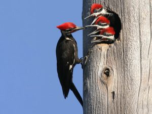 Pileated Woodpecker