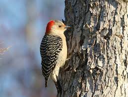 Red-Bellied-Woodpecker