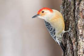 Red Bellied Woodpecker