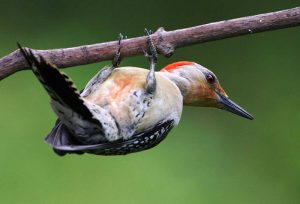 Red-Bellied Woodpeckers