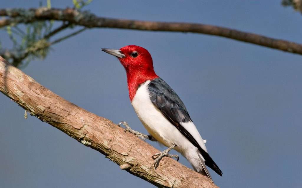 Red-headed Woodpecker sitting in sunlight on a stick