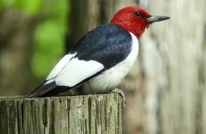 Red-Headed Woodpecker