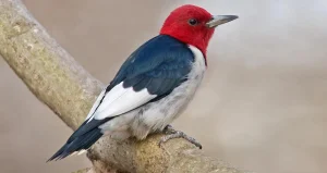 Red Headed Woodpecker