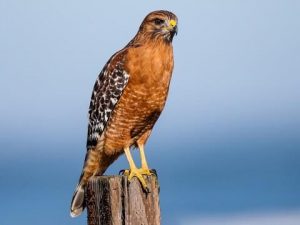 Red-Shouldered Hawk