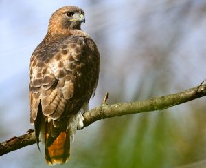 Red-Tailed Hawk