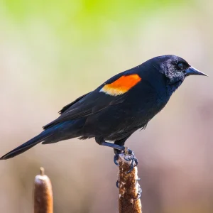 Red-Winged-Blackbird