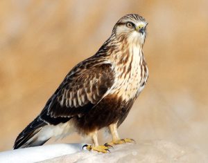 Rough-Legged Hawk