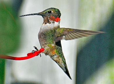 Ruby-throated (Male)