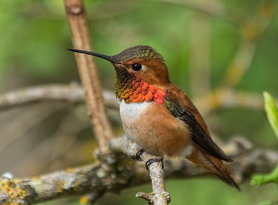 Rufous (Male)