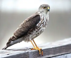 Sharp-Shinned Hawk