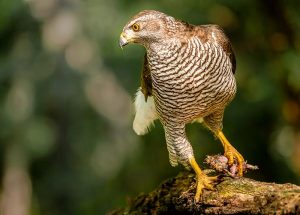 The Northern Goshawk