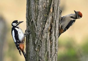 woodpeckers-perching-in-the-tree