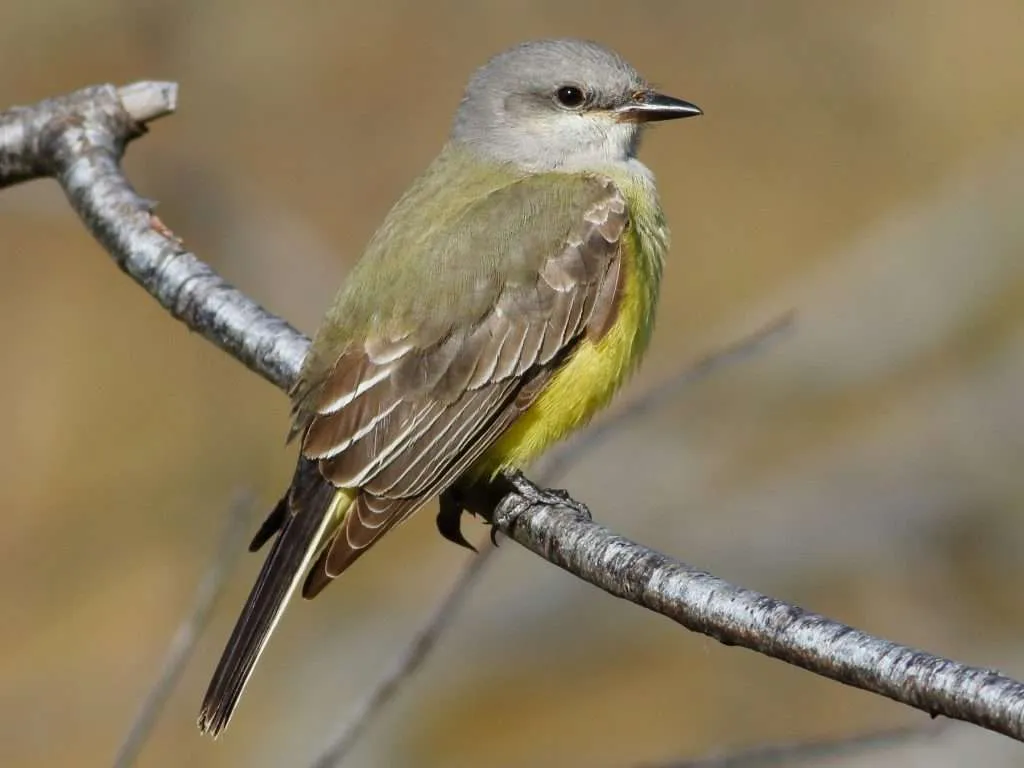 Western-Kingbird sitting on a branch