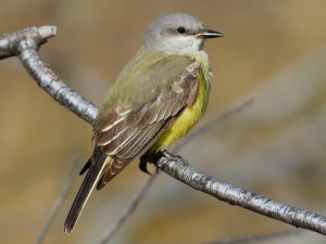 Western-Kingbird