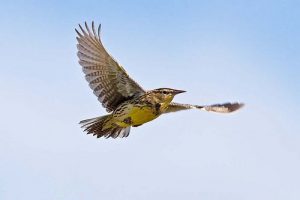 Western-Meadowlark