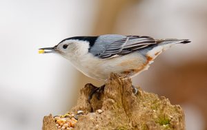 White-Breasted-Nuthatch