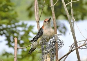 Woodpecker-Minnesota
