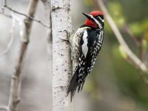 Yellow-Bellied Sapsucker