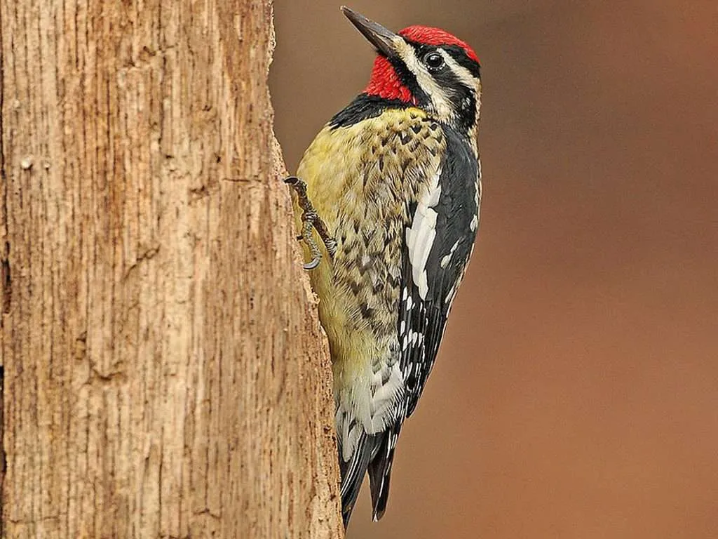 Yellow-bellied Sapsucker holding on to a tree trunk