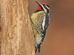 Yellow-Bellied Sapsucker